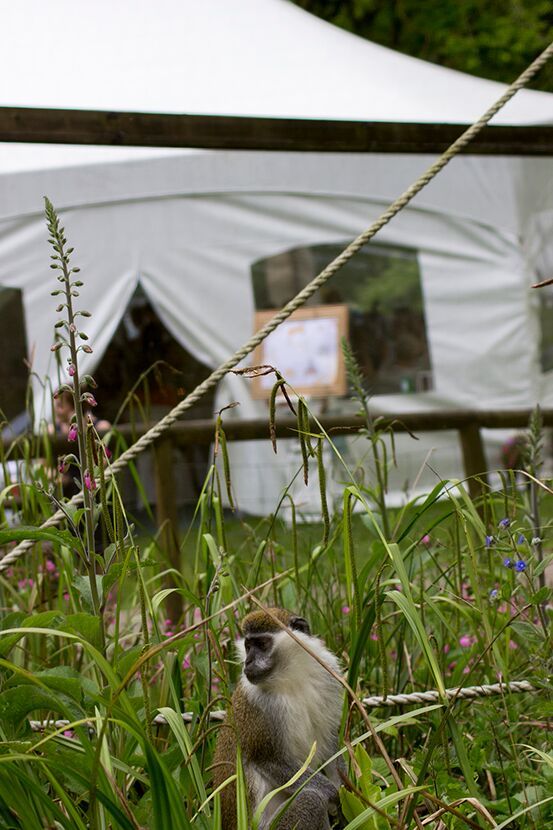 Gallery Item 4 for Dartmoor Zoological Park